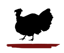 Pavo